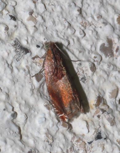 Ancylis mitterbacheriana
